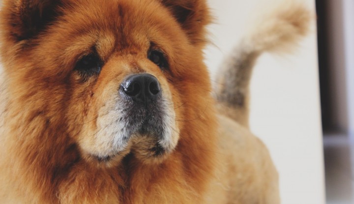 buddybox til hunde