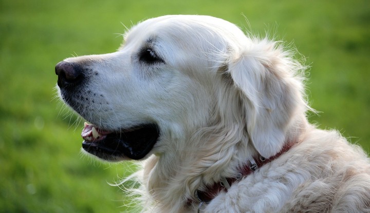 glad hund