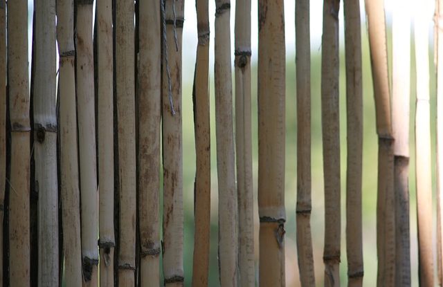 gul bambus