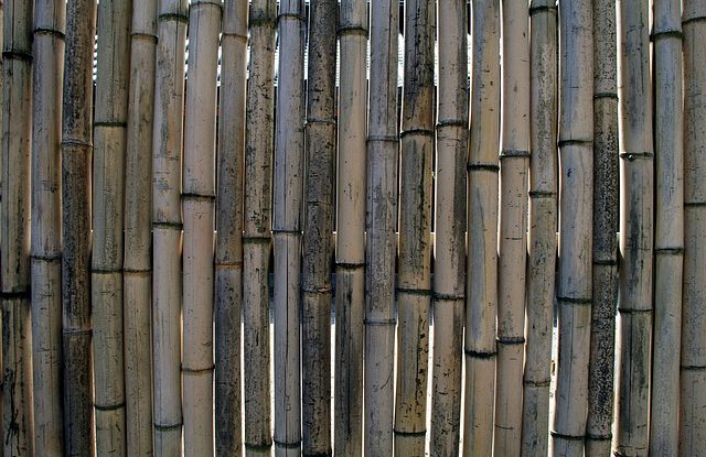 kæmpe bambus