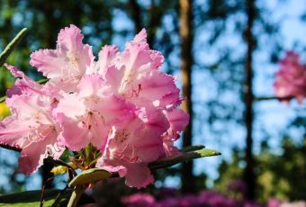 rhododendron pris