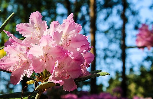 rhododendron pris