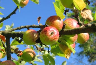 æbletræ pris